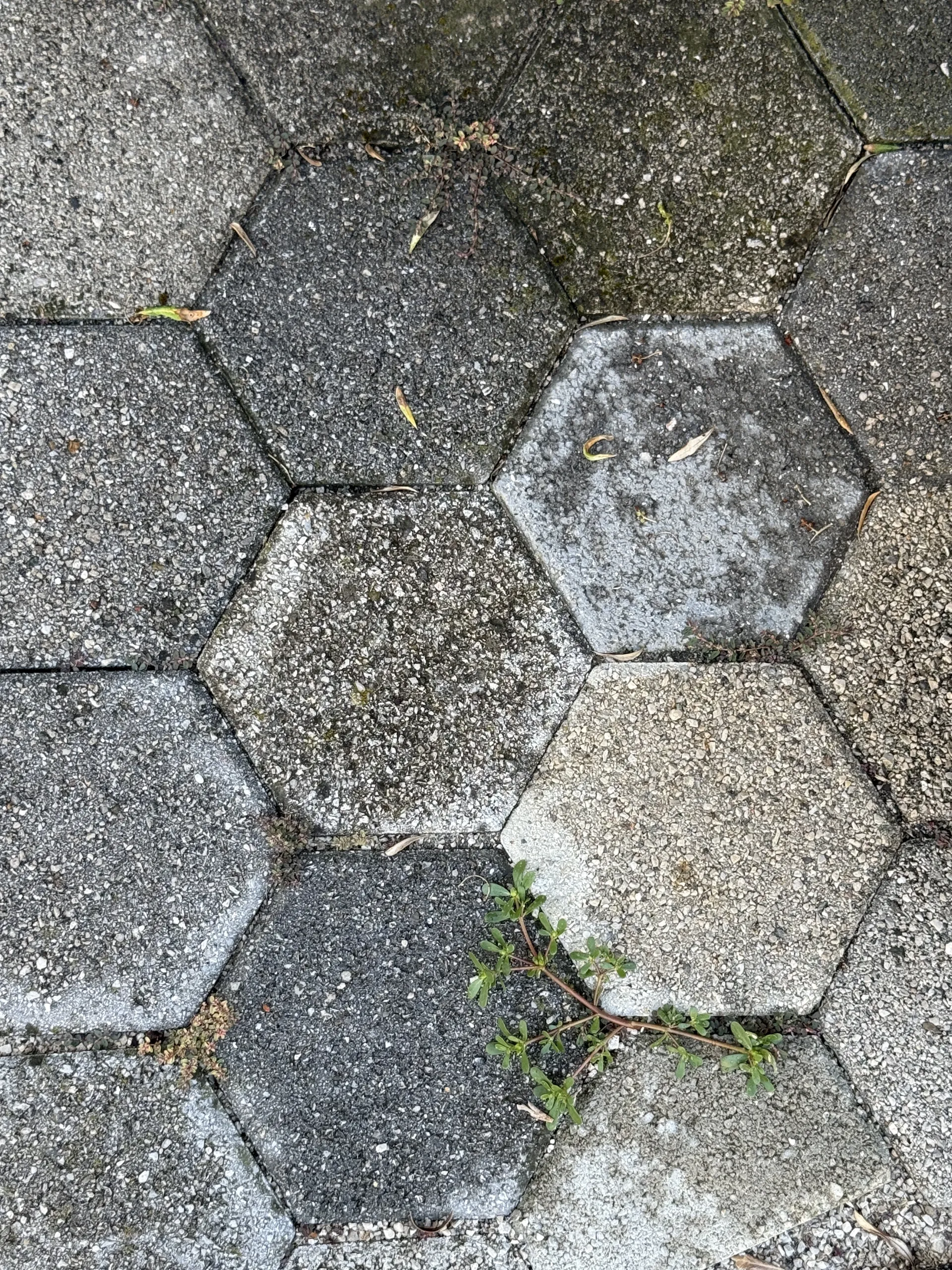 Tlakovci pred čiščenjem